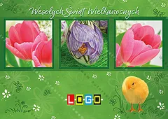 Trzy zdjęcia z różowymi tulipanami i fioletowym krokusem w zielonej ramce na trawiastym tle, w rogu żółte pisklę
